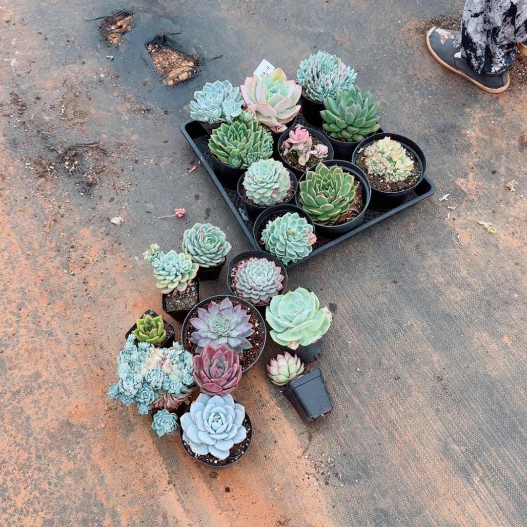 24-11多肉杂交二十颗量拍