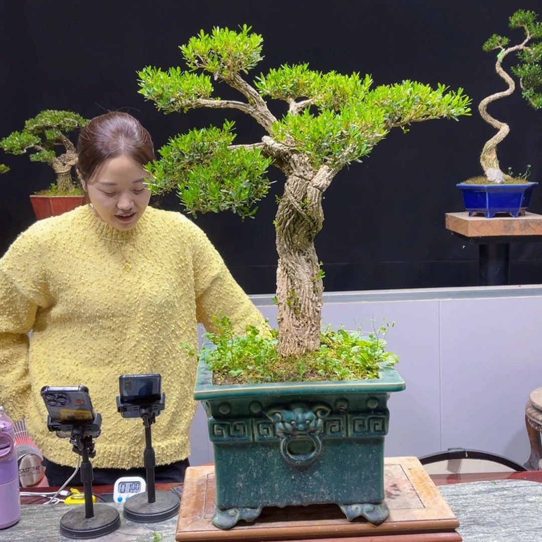 四季常青老桩黄杨盆景