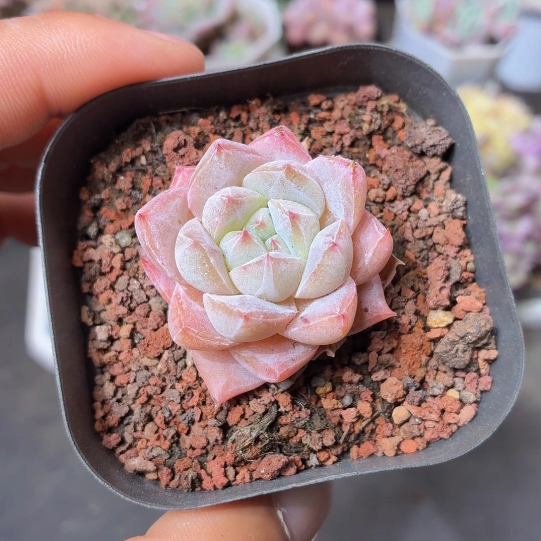 粉蓝鸟多肉9.9包邮发货