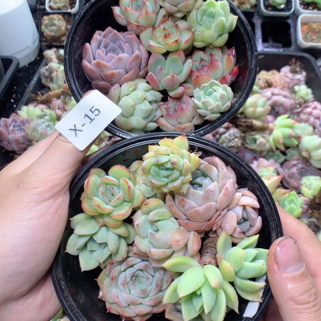 无花朵X15英语英语英语英语英语英语英语