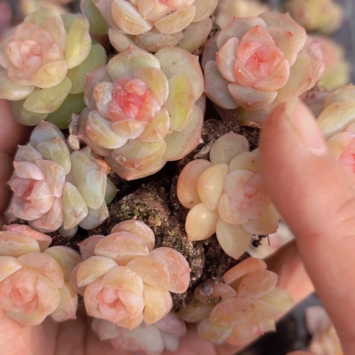 灯泡珍妮60颗一组精品多肉