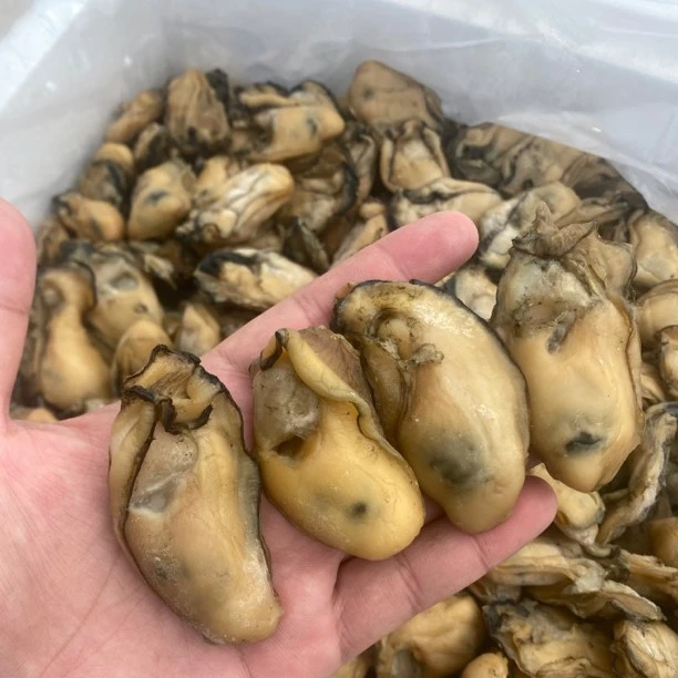 台山金蚝-生晒无抽油-38-40头-蚝干-六成干-500克-