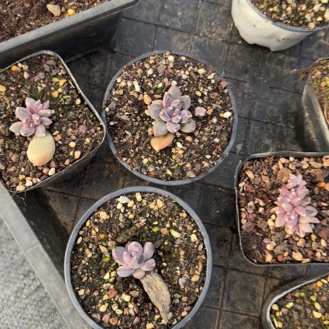 钟***想啊啊啊啊啊啊啊啊啊啊啊啊