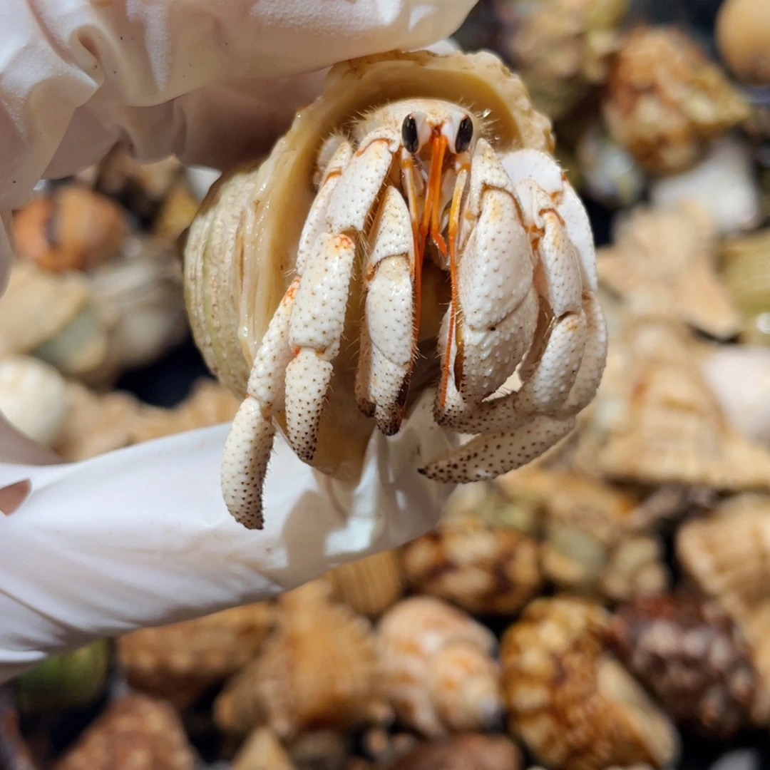 蜗居异宠寄居蟹0470，毛球