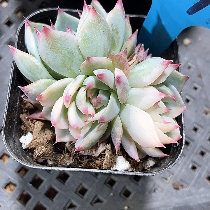 多肉植物吉娃娃锦a 094