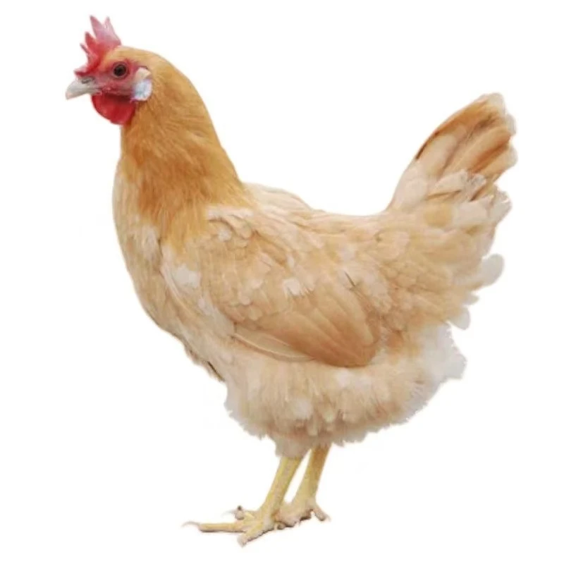 农家散养三黄鸡一斤三左右发货包邮到家