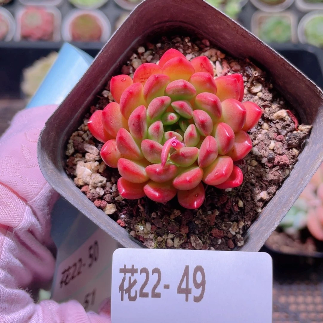 花利美22-49红宝石