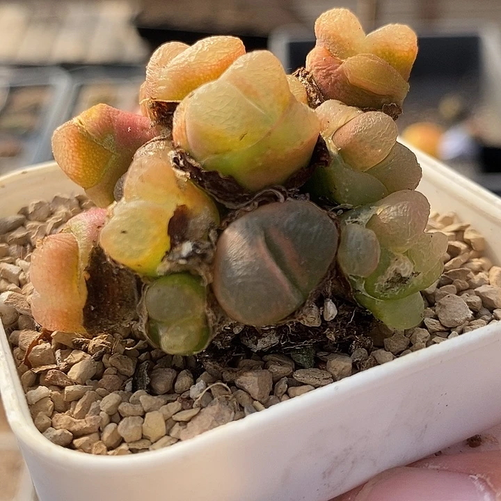 2851超多头手捧一群。