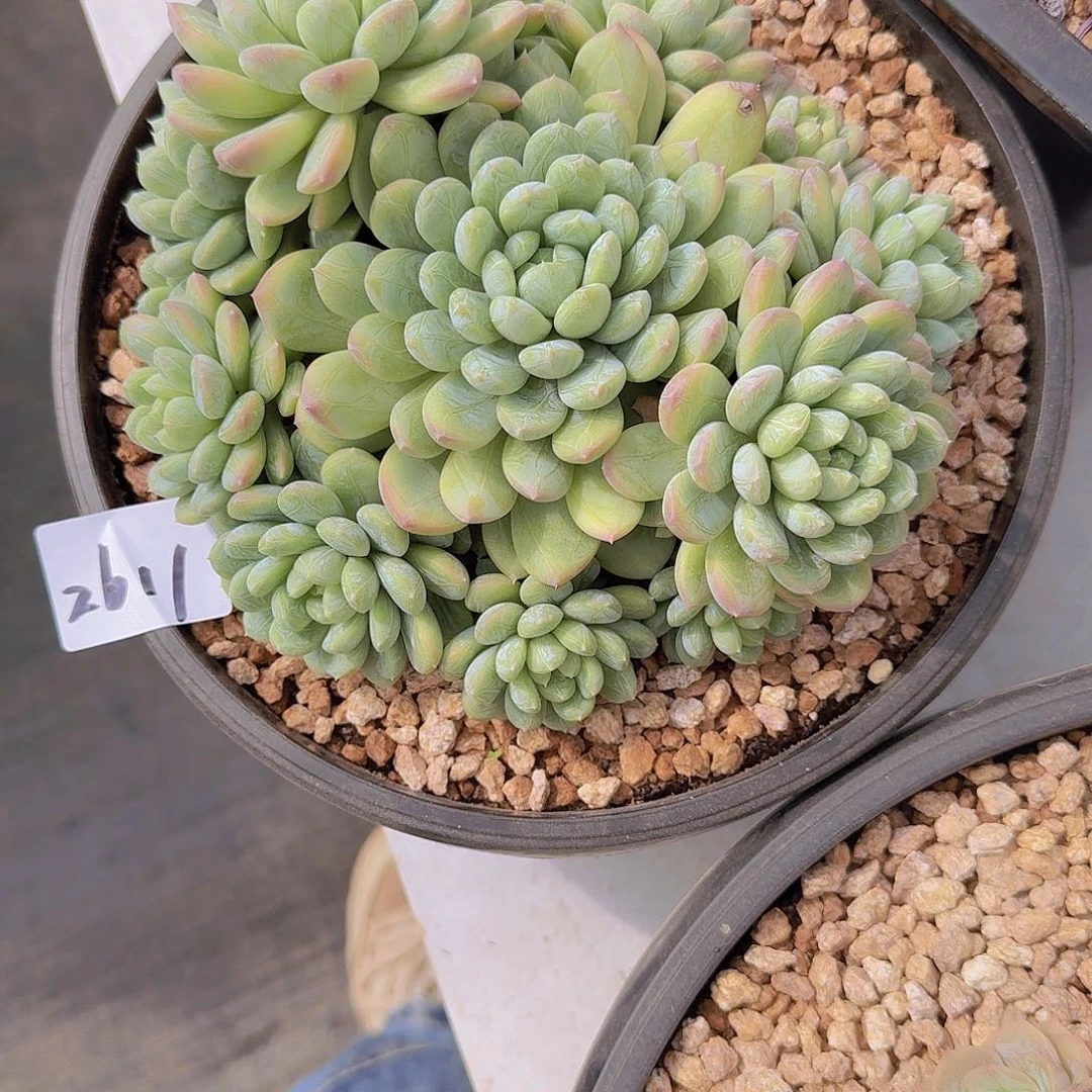 时***水2611百搭翡翠多肉植物