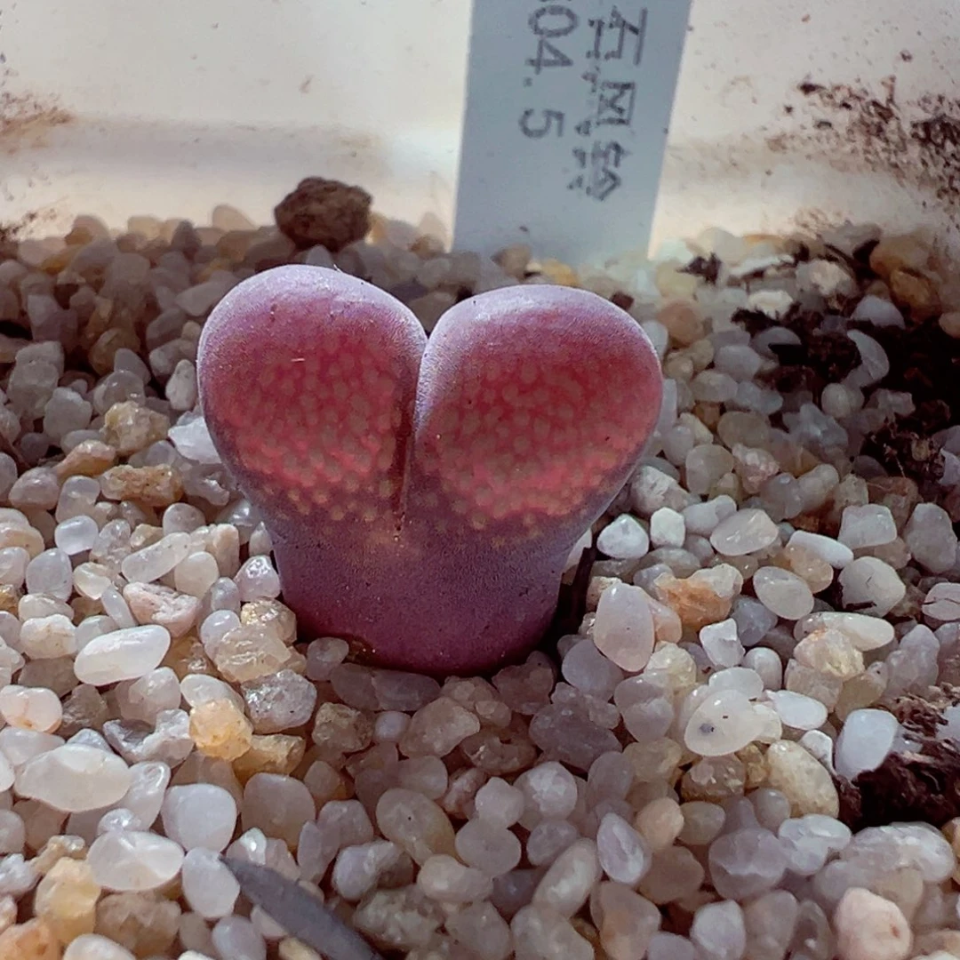 923-619多肉多肉1804.5