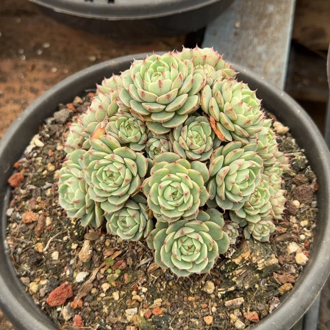 丸叶玫瑰本吧惊鸿一物一拍包装收缩花旱