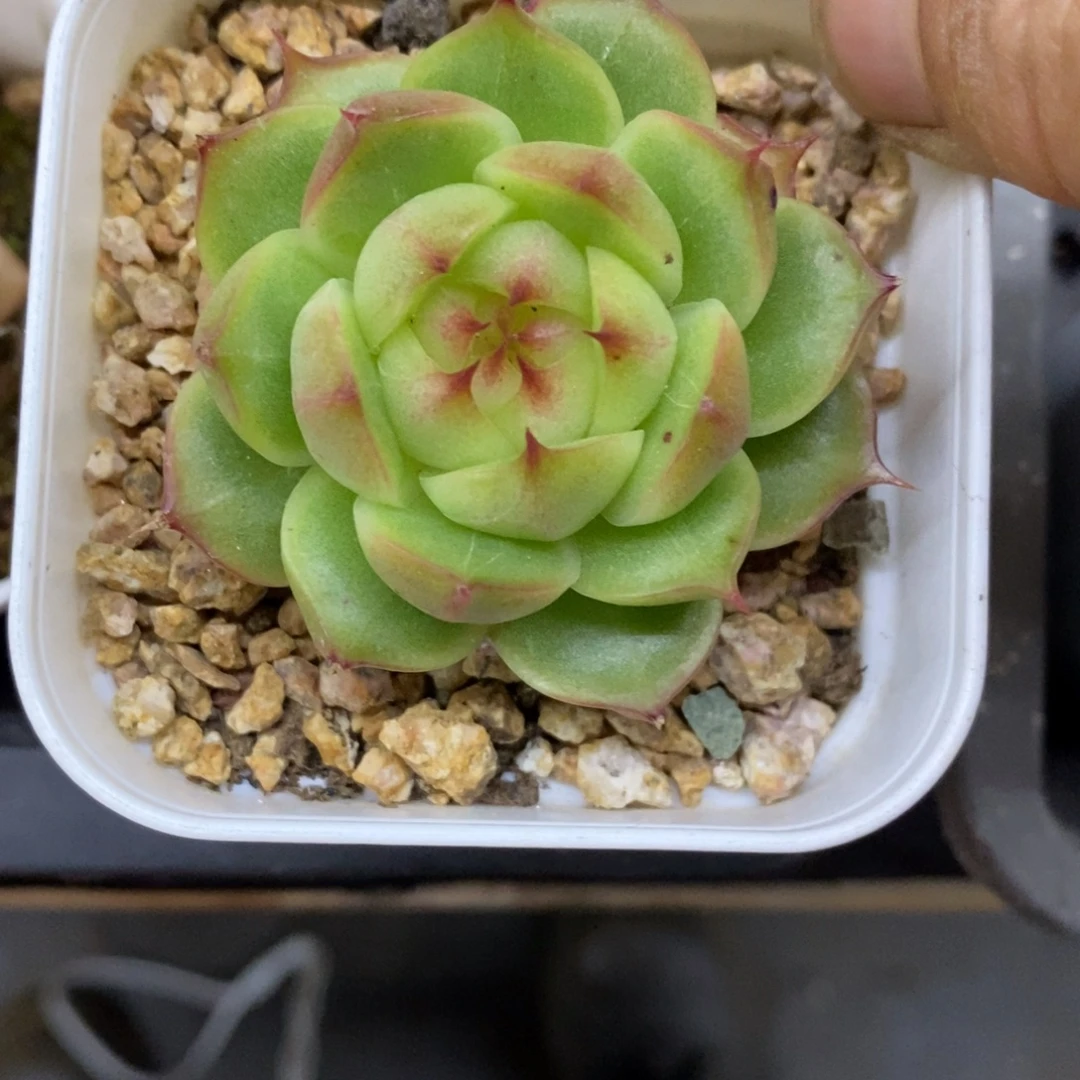 精品多肉一物一拍不包整195