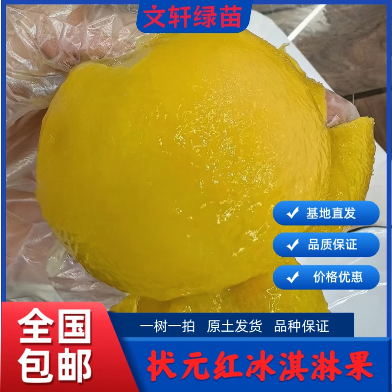 状元红金四季白柿冰淇淋果嫁接小苗