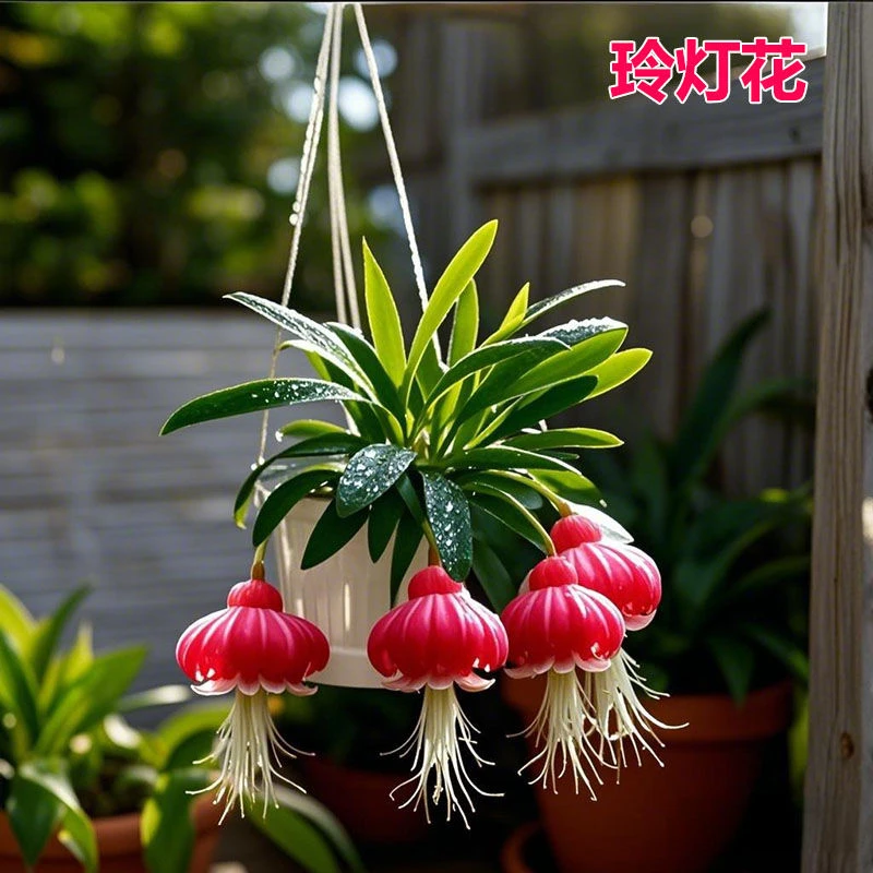 耐寒植物浓香玲灯花阳台盆栽室内花卉绿植庭院植物四季开花易活