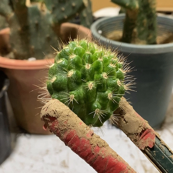 白花绿喉侧芽4公分