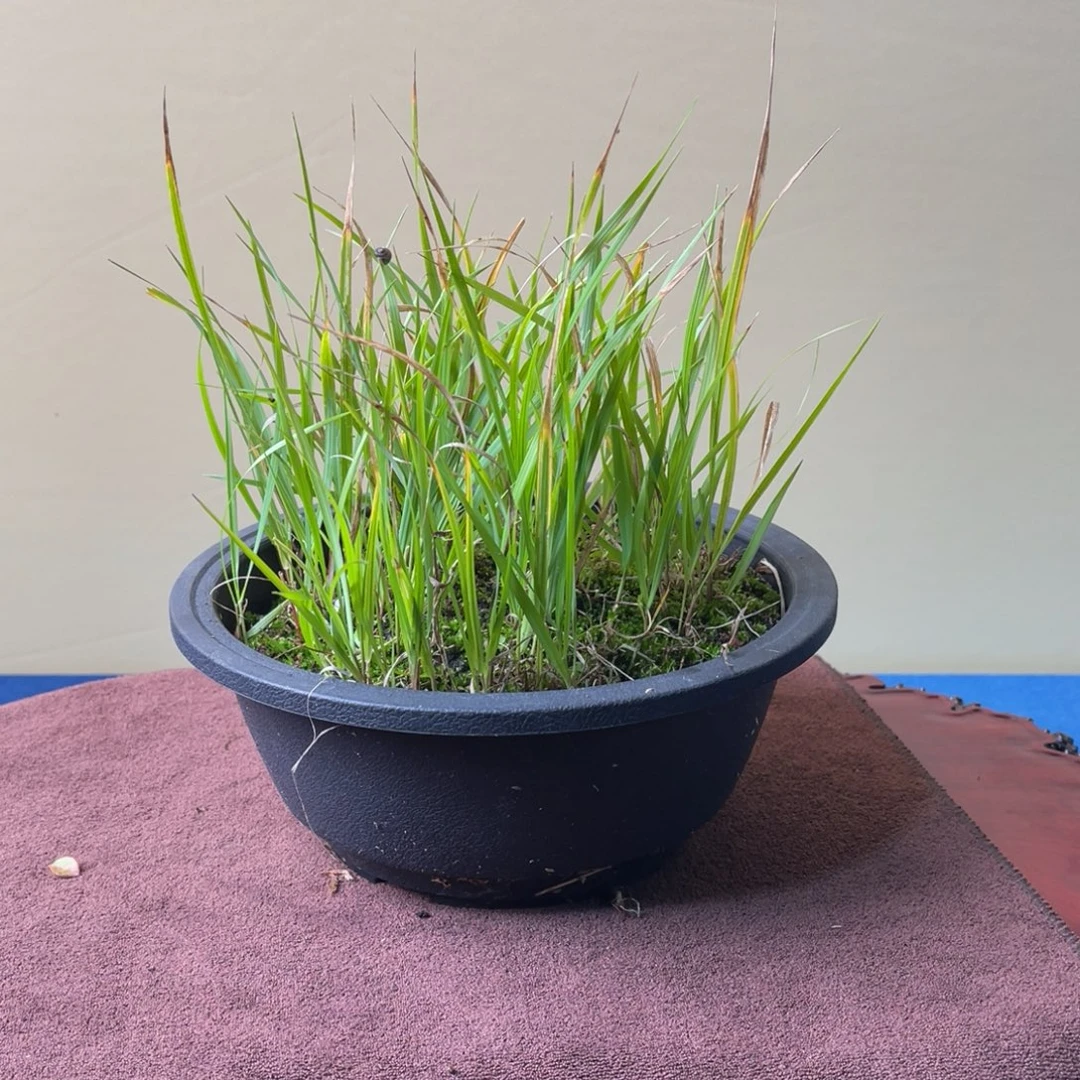 完全开放盆栽植物