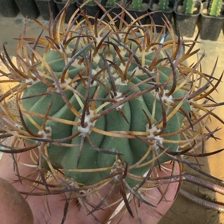 沙丁鱼有根666666666