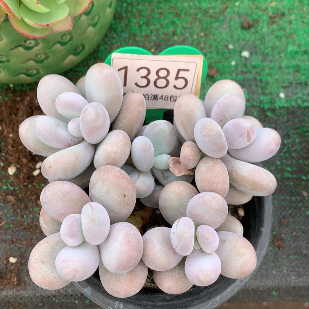 蛋白石奶酪无砍平头1385