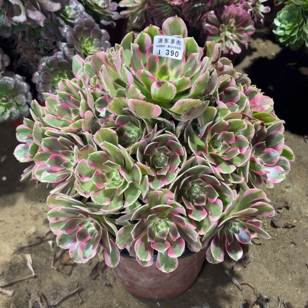 390妖月多肉法师断枝不包