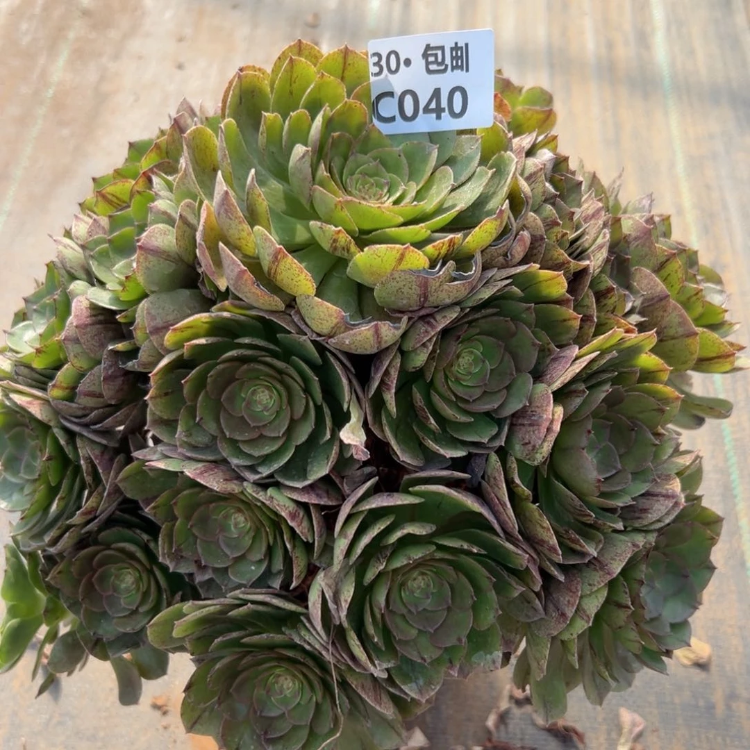 040万拉丝多肉法师