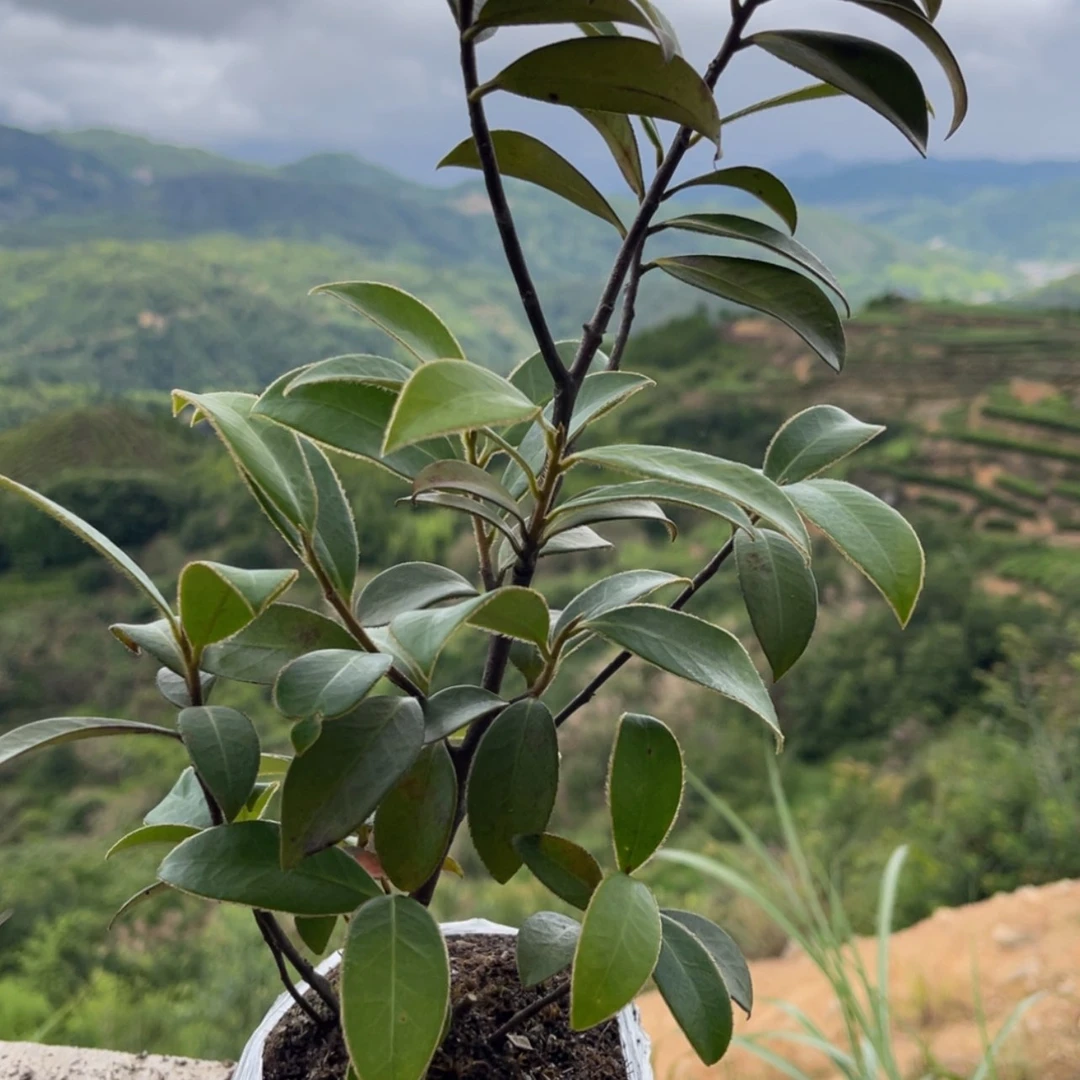 【闪购商品】无花朵青**水