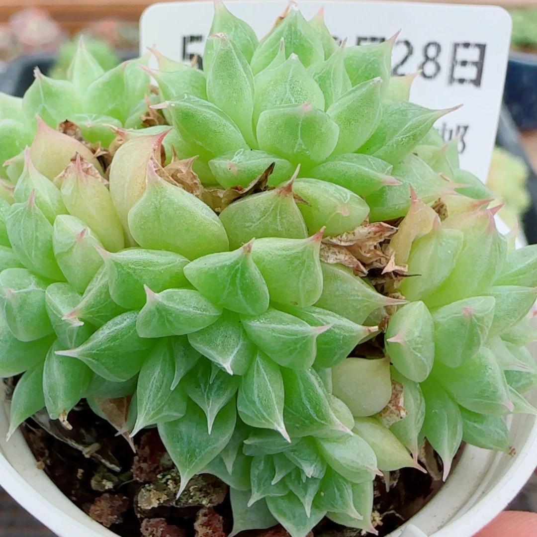 花语逸镜0928-54海王散