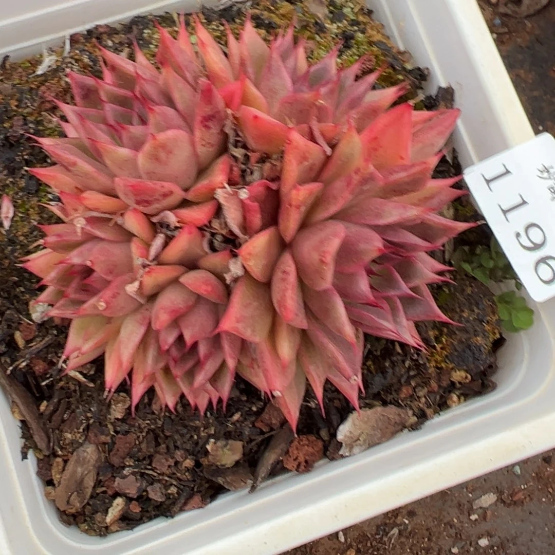 莲*蕊1196杂交多肉基地