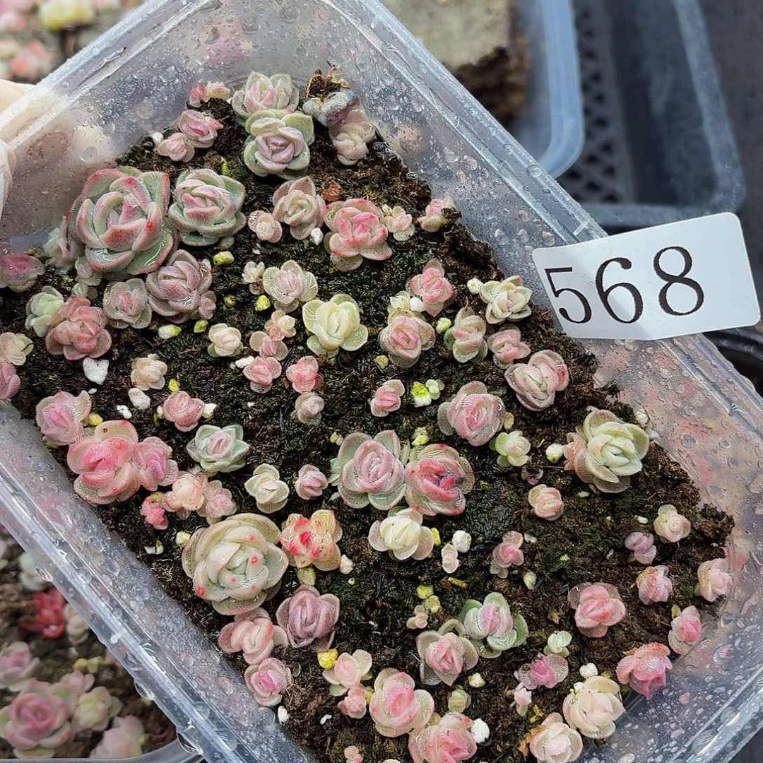 多肉植物多肉植物568