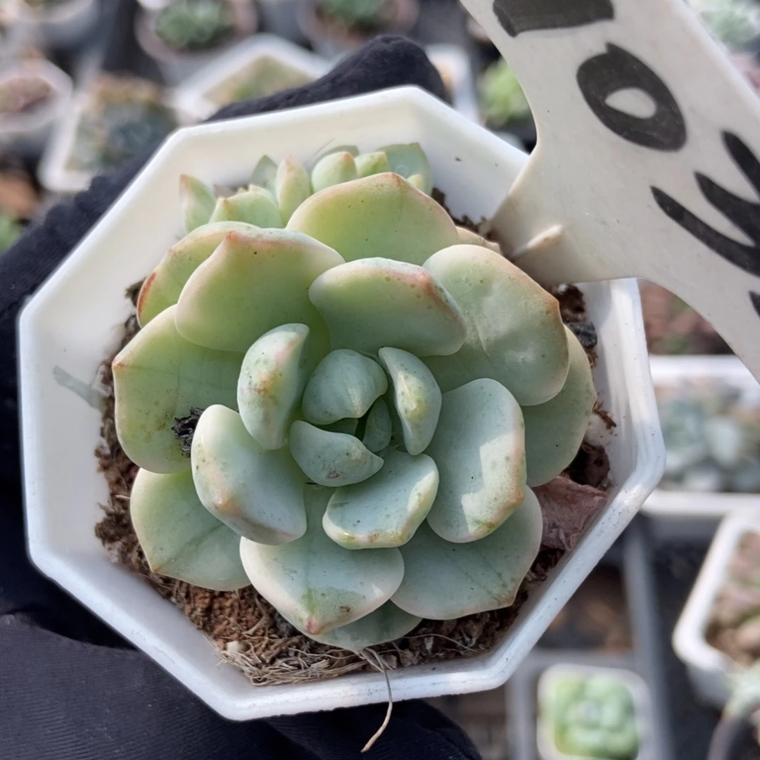 1032香草锦多肉植物