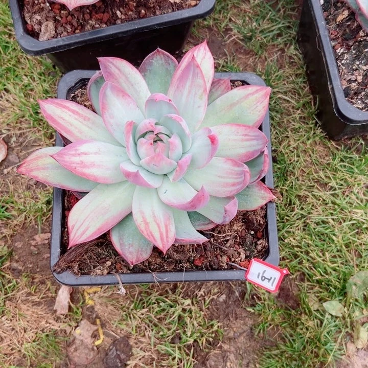 D***k精品多肉植物老桩