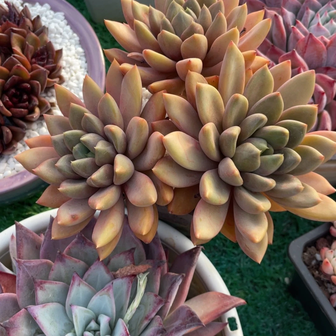 多肉植物盆栽多肉植物