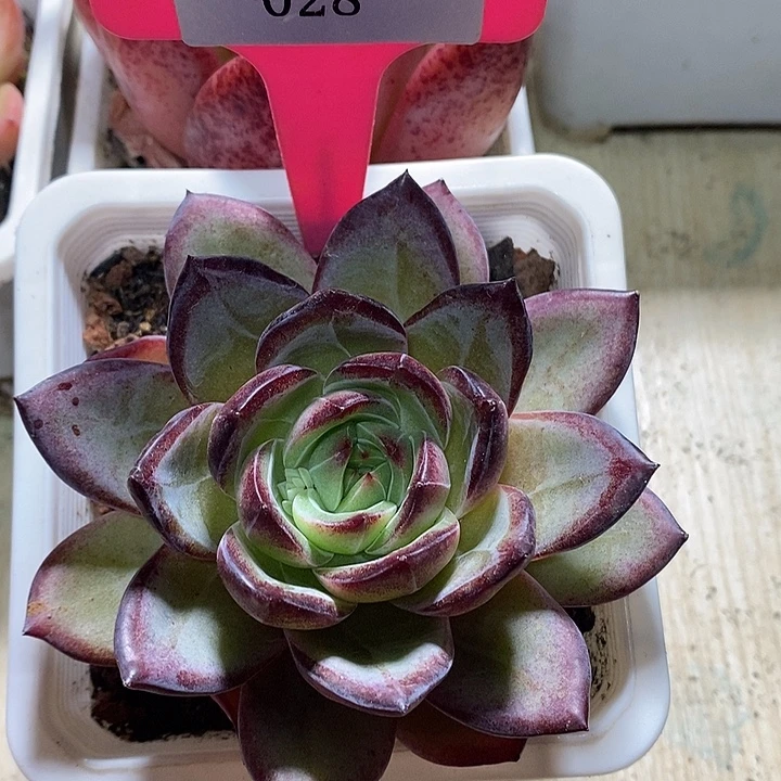 x028-多肉植物 夜魔侠