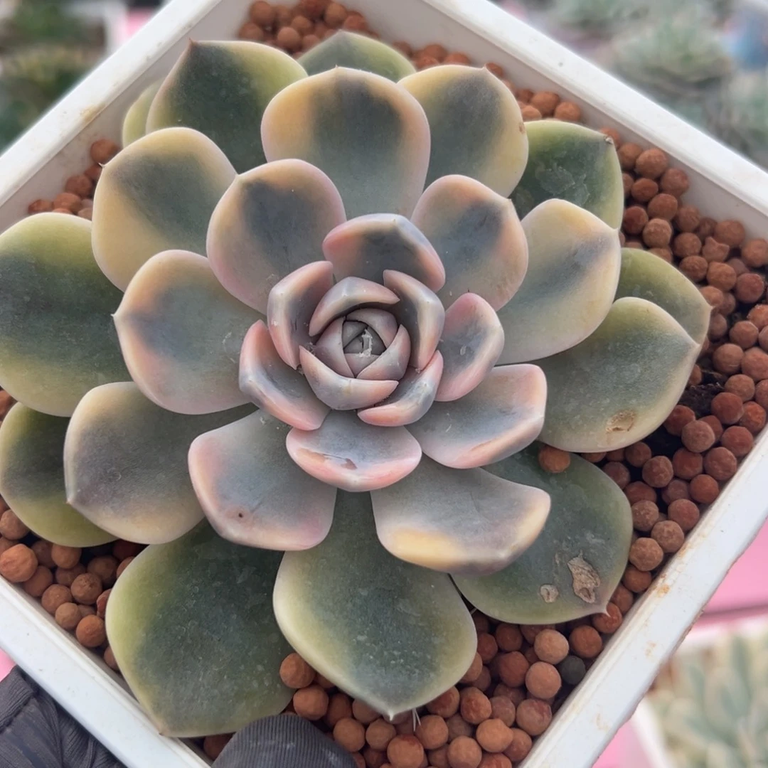 汉堡锦，覆轮锦多肉植物