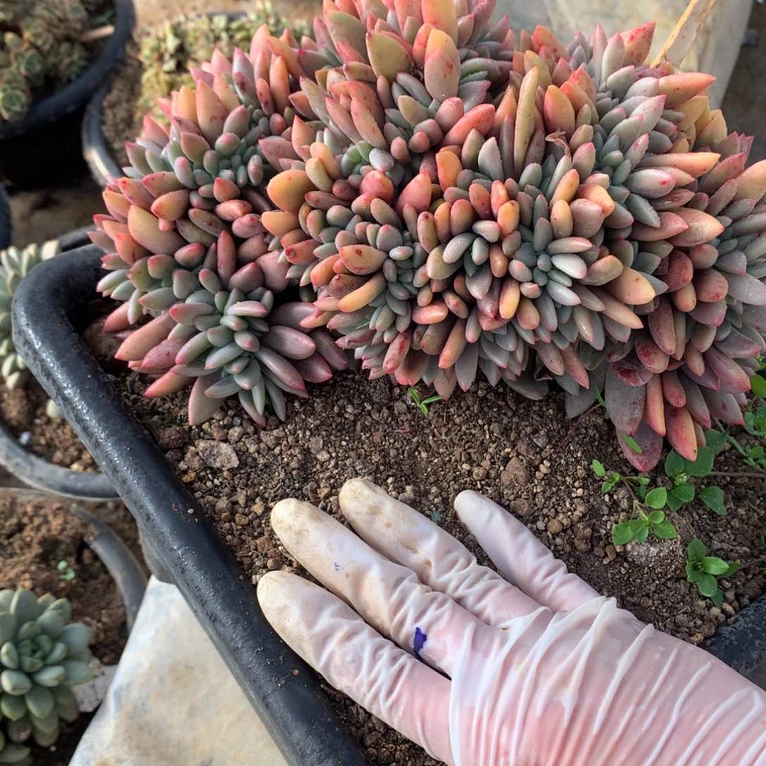 桃花源缀一物一拍