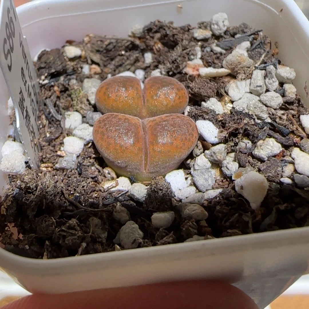 肉锥多肉植物百科-蛋糕341