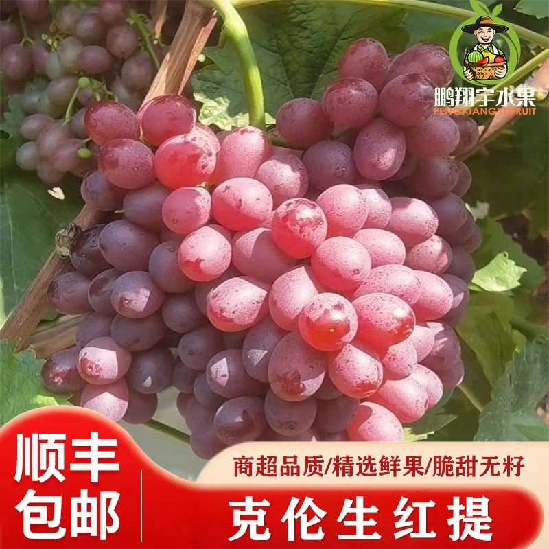【顺丰包邮】正宗山西克伦生葡萄脆甜无籽红提子当季新鲜水果礼盒装