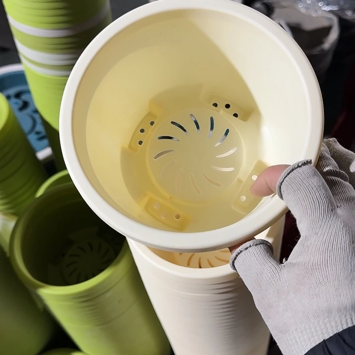 球根17口径10个无托米黄