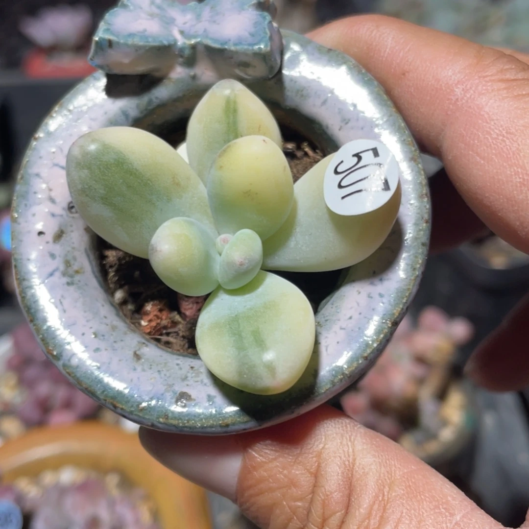 奶酪锦多肉植物啊
