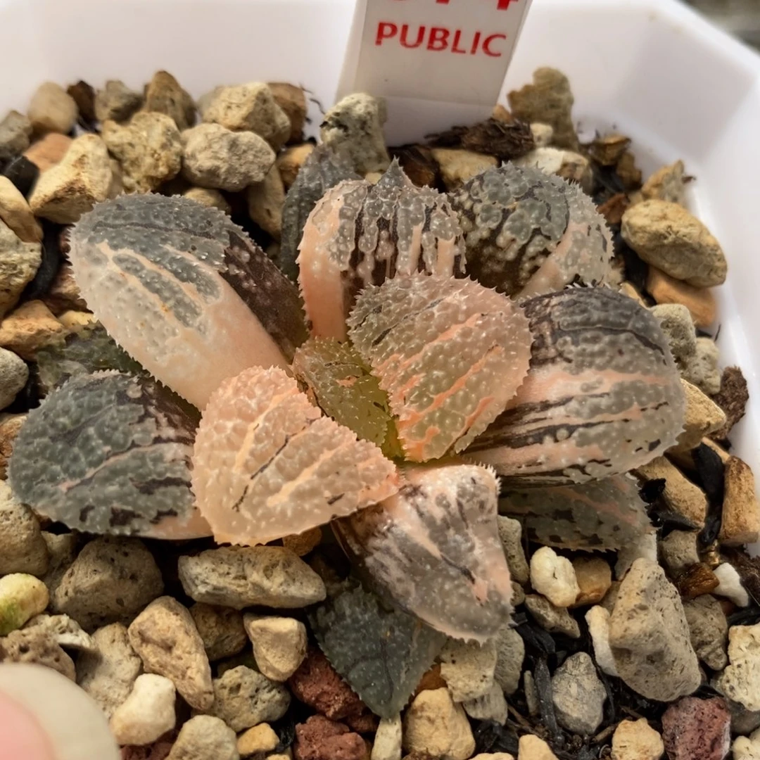 574具味城锦一物一拍