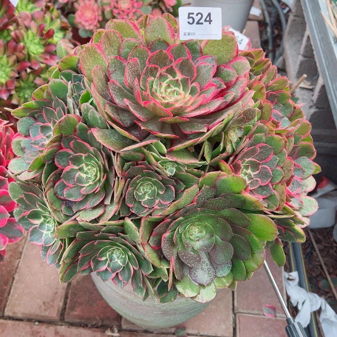 524粉花妖法师多肉植物