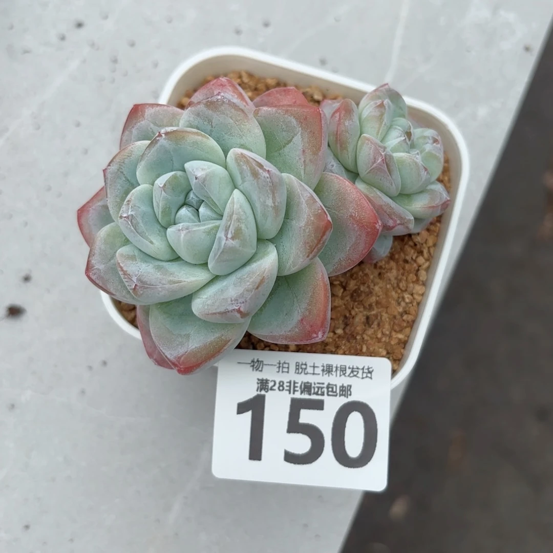 冰玉老桩无盆土发货
