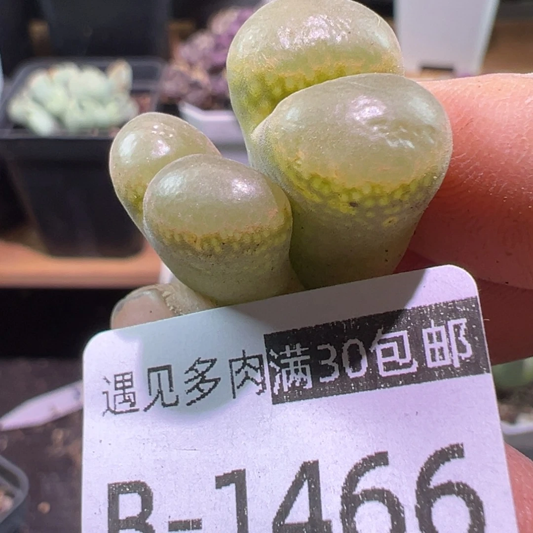 多肉植物1111111111111