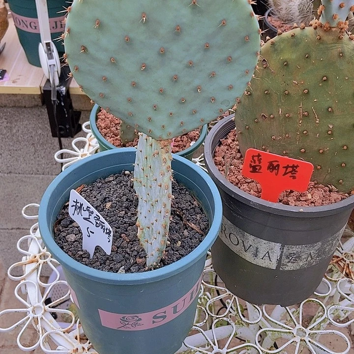 S***桉仙人掌白桃圣丽塔现切一片