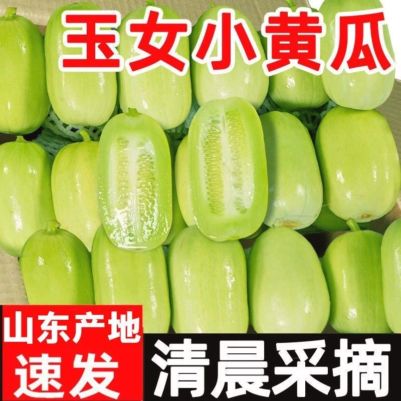 山东新鲜玉女黄瓜拇指水果黄瓜皮薄脆嫩清香爽口
