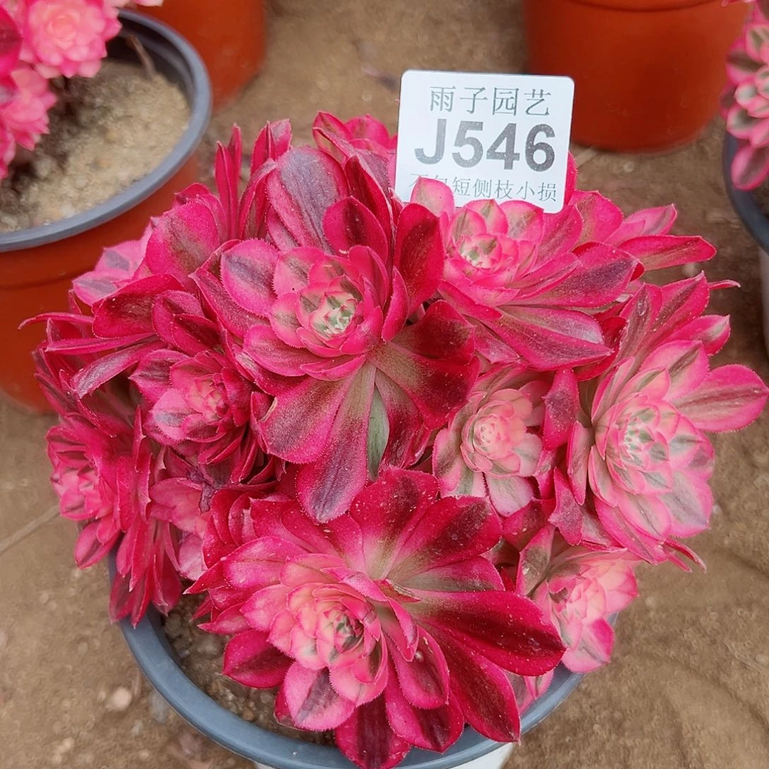 546倾城尺寸20内