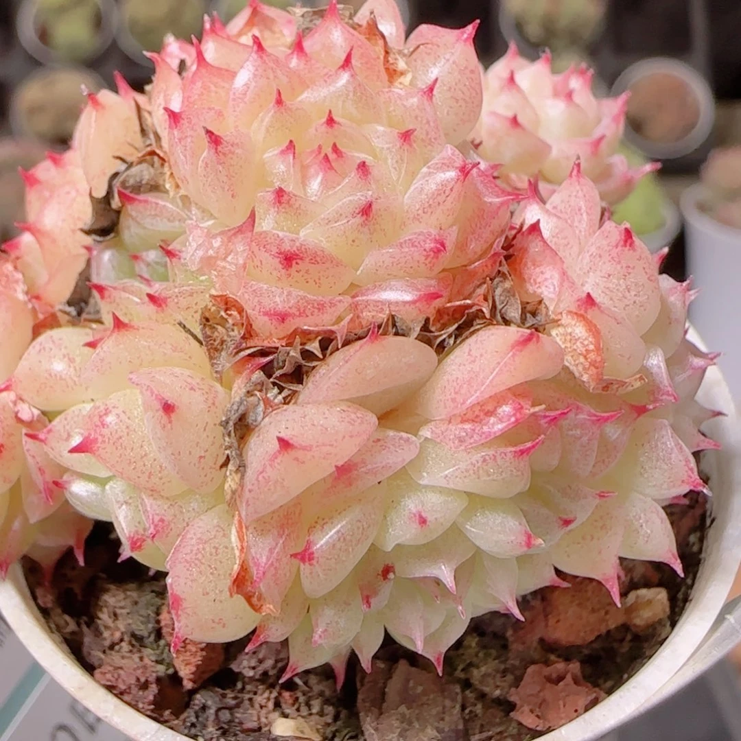 花语逸镜1130-229散