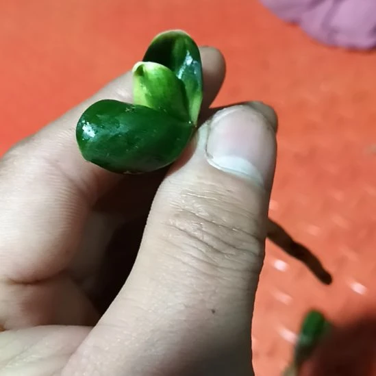 航****，君子兰小苗君子兰小苗君