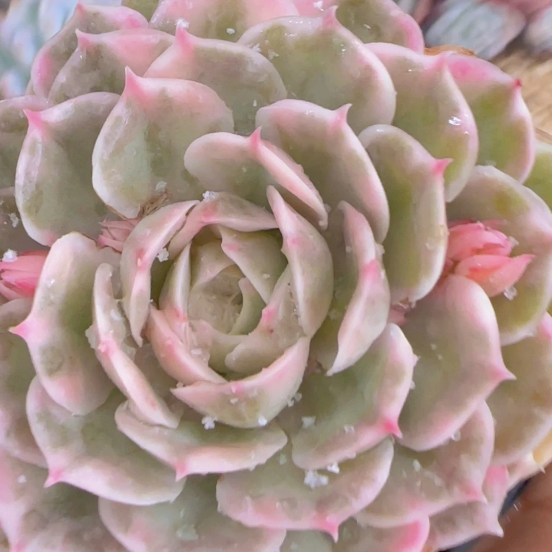 【闪购商品】昂斯诺锦