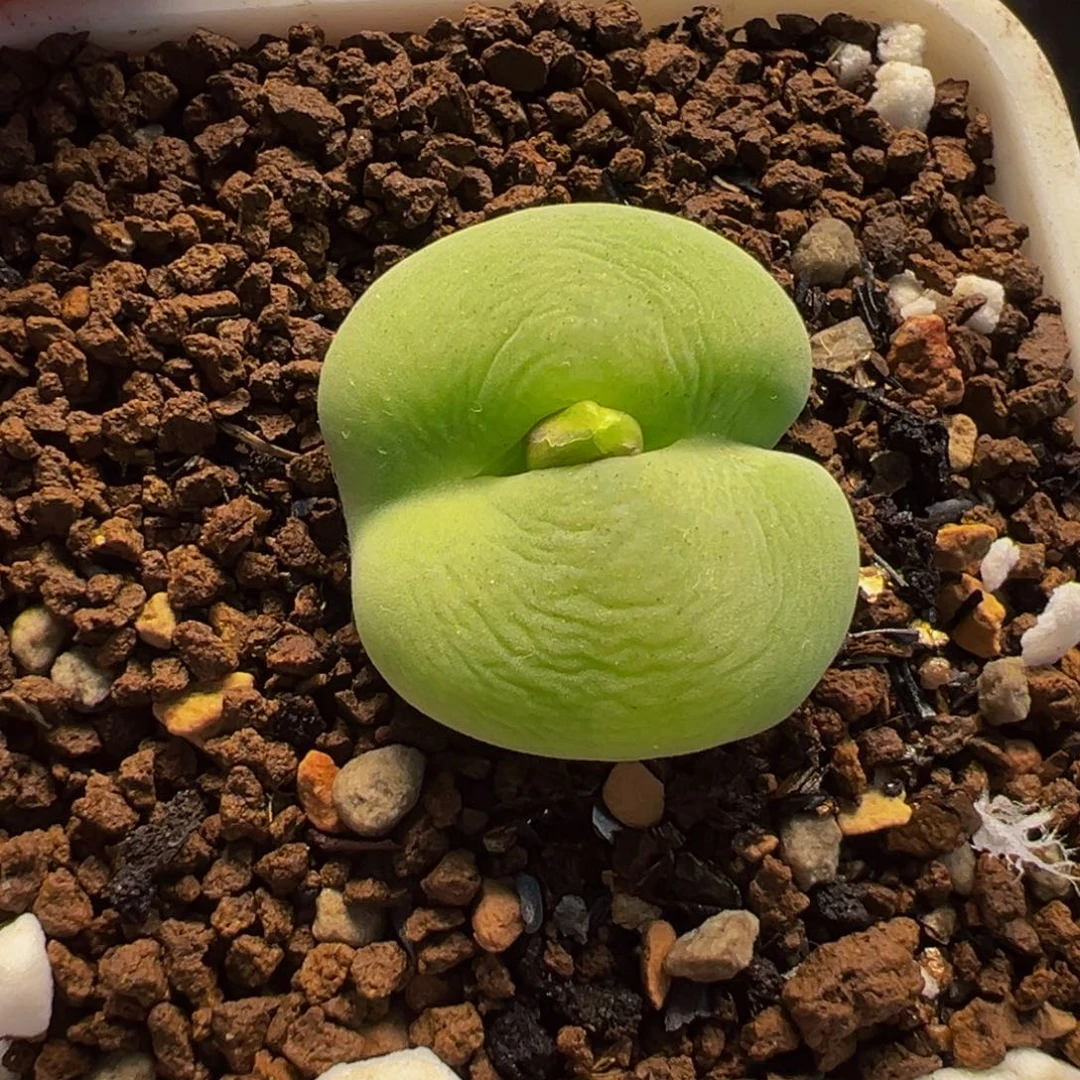 福***妈752多肉植物种类多样