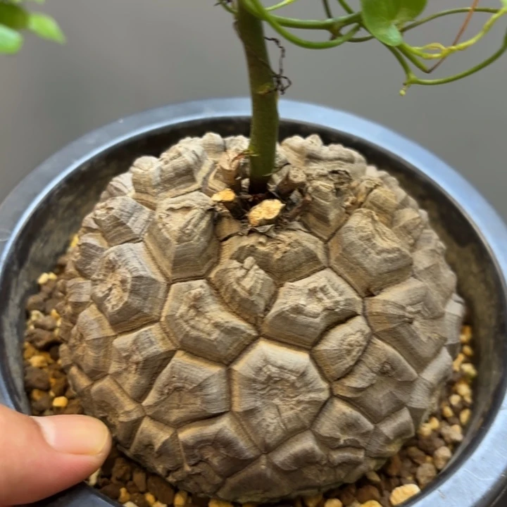 5 号日系龟甲龙植物带盆发